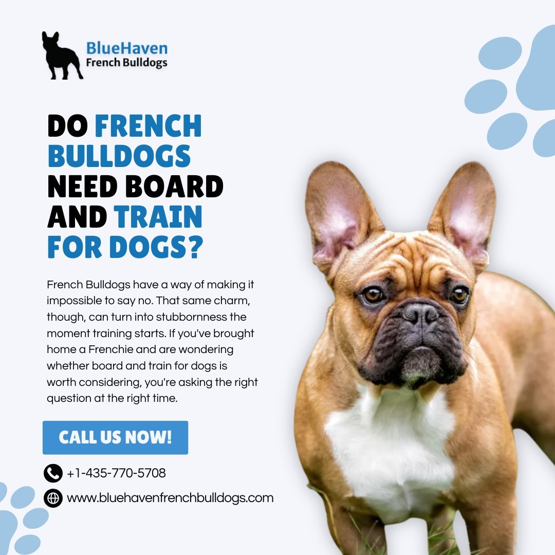 Do French Bulldogs Need Board